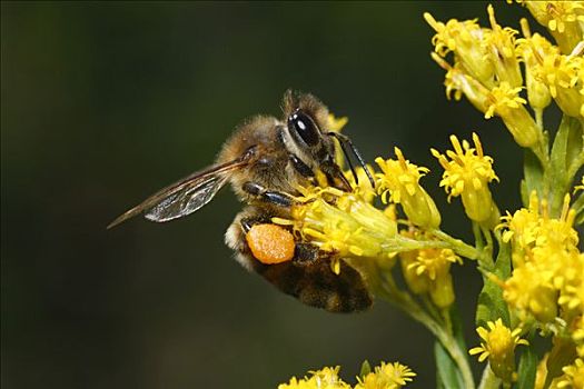 蜜蜂,意大利蜂,聚会,花粉,篮子,腿,安那波利斯谷地,新斯科舍省,加拿大