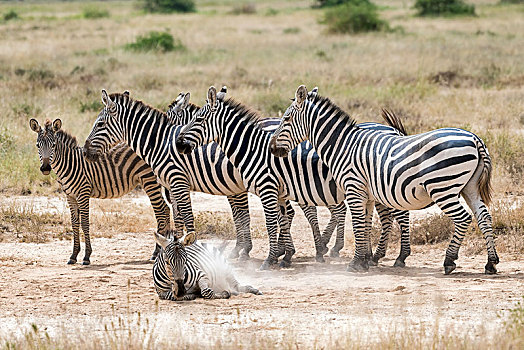 牧群,斑马,马,尘土,沙子,安伯塞利国家公园,肯尼亚,非洲