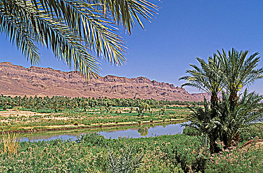 摩洛哥,德拉河谷,棕榈树