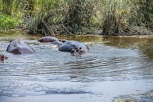 坦桑尼亚塞伦盖蒂湿地河马生态环境
