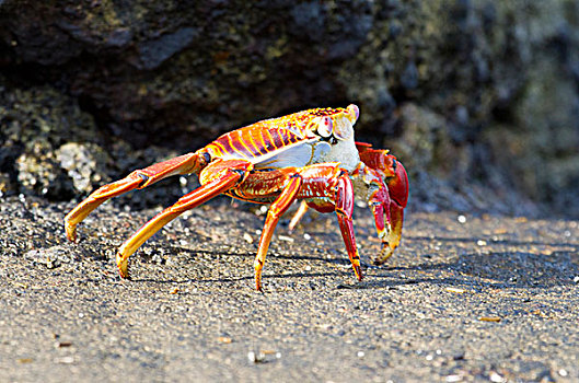 细纹方蟹,方蟹,岛屿,加拉帕戈斯群岛