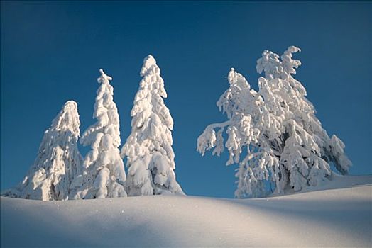 积雪,树,巴伐利亚,德国,欧洲