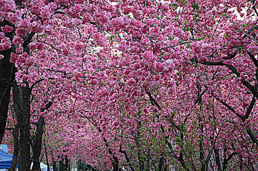 昆明春季圆通山的樱花