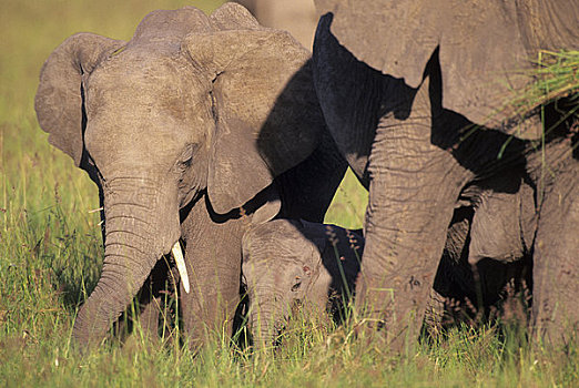 肯尼亚,马赛马拉,草地,大象,幼仔,两个月,3岁