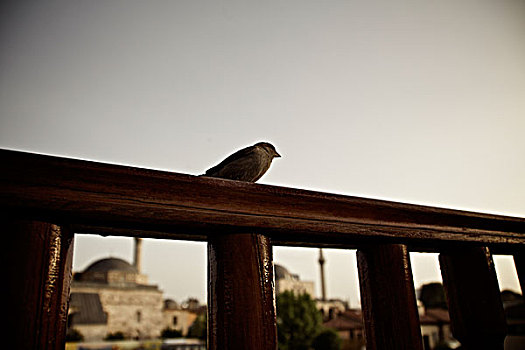 鸟,栅栏,陵墓,卡帕多西亚,土耳其