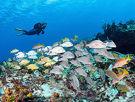 潜水,上方,鱼群,咕噜声,鲷鱼,加勒比,礁石