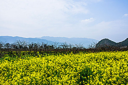 田园风光