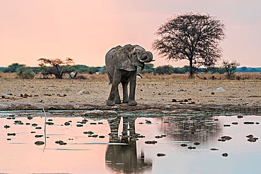 非洲象,饮料,水坑,国家公园,地区,博茨瓦纳,非洲