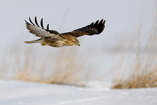 常见兀鹰,鵟,飞行,上方,芦苇,冬天,生物保护区,巴登符腾堡,德国,欧洲
