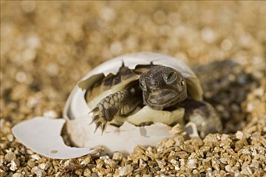 龟,尝试,孵化,室外,蛋