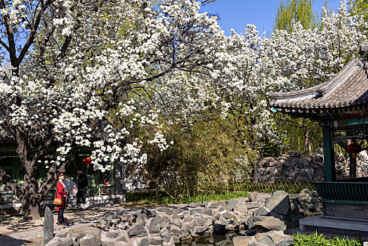 北京市,大观园景区