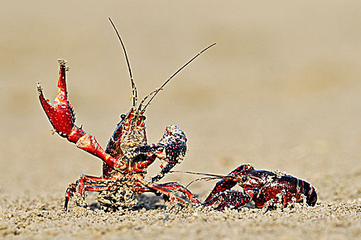条纹,小龙虾,防卫姿势,多尼亚纳国家公园,塞维利亚,安达卢西亚,西班牙