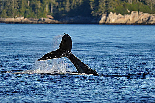 驼背鲸,大翅鲸属,鲸鱼,行为,声音,温哥华岛,不列颠哥伦比亚省,加拿大