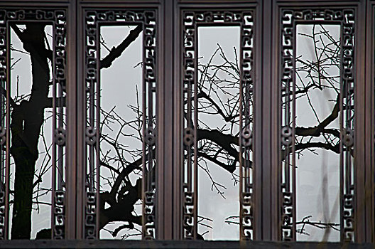 窗户,窗花,玻璃窗,树木,树枝,冬季,反光,中式