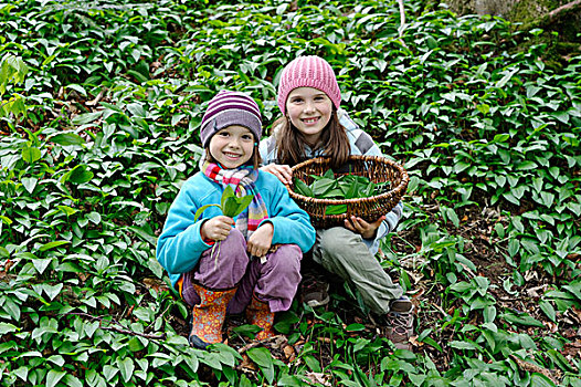 两个女孩,挑选,熊葱,野蒜,葱属植物