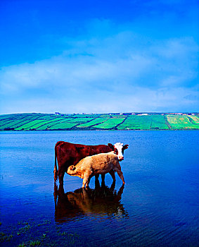 卡洛莫尔,湖,牛,爱尔兰