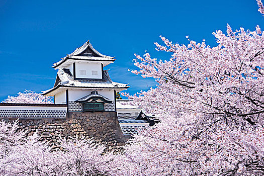 石川,大门,金泽,城堡,公园,樱桃树