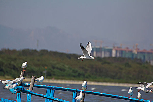 海鸥在渔船上休息