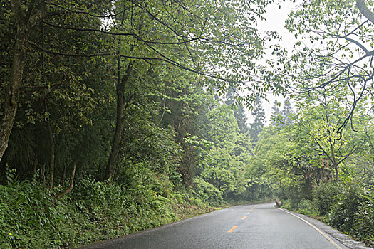 森林公路