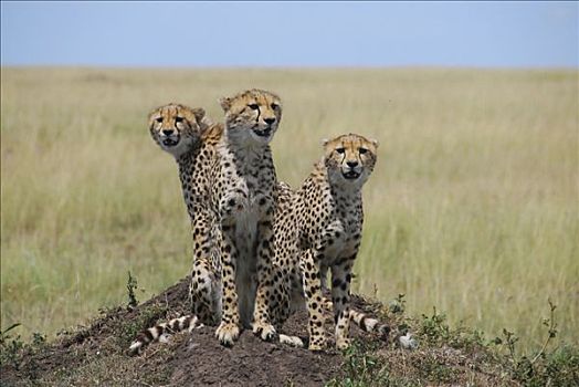 三个,印度豹,猎豹,马赛马拉国家保护区,肯尼亚,非洲
