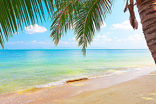 漂亮,海滩,椰树