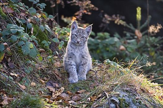 欧洲猞猁,小猫,巴伐利亚森林国家公园,巴伐利亚,德国