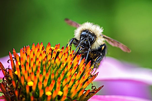 蜜蜂,享用,花粉,花,橙色,雄蕊