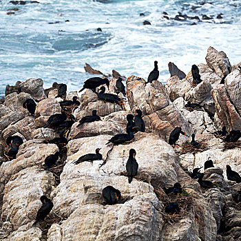 模糊,南非,湾,野生动物,自然保护区,鸟,企鹅,石头