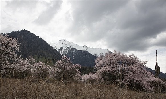 春满岗村