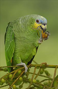 鹦鹉,棕榈果,亚马逊雨林,厄瓜多尔,南美
