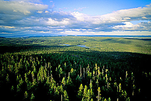 北方针叶林,蓝色,山,暸望,纽芬兰,加拿大