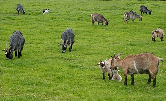 山羊,放牧,草地