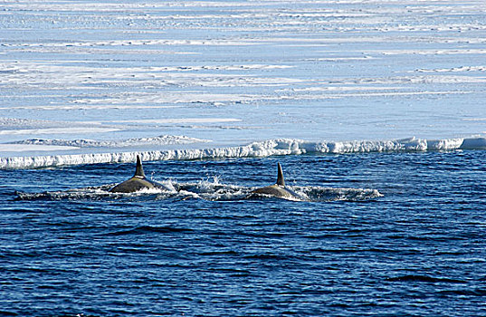 行凶,鲸,水面,两个,巡视,边缘,冰,罗斯海,南极