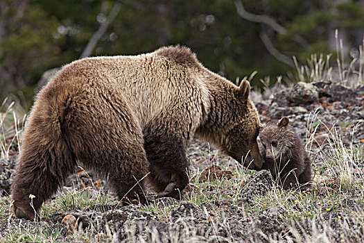大灰熊,棕熊,母熊,依偎,幼兽,黄石国家公园,怀俄明