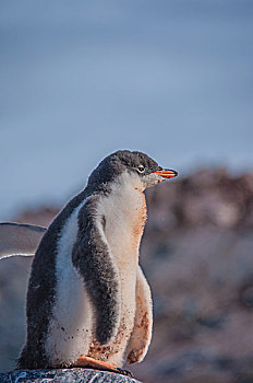 南极冰川巴布亚企鹅金图企鹅和小企鹅在岩石上