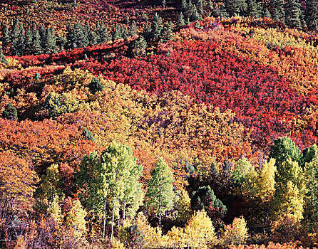 科罗拉多,圣胡安山,安肯帕格里国家森林,秋色,树林,大幅,尺寸