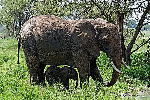 非洲象,幼仔,塔兰吉雷国家公园,坦桑尼亚,非洲