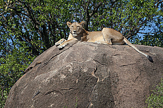 狮子,成年,女性,塞伦盖蒂国家公园,坦桑尼亚,非洲