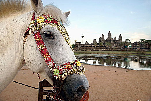 柬埔寨,马,侧面,寺庙,背景,吴哥窟