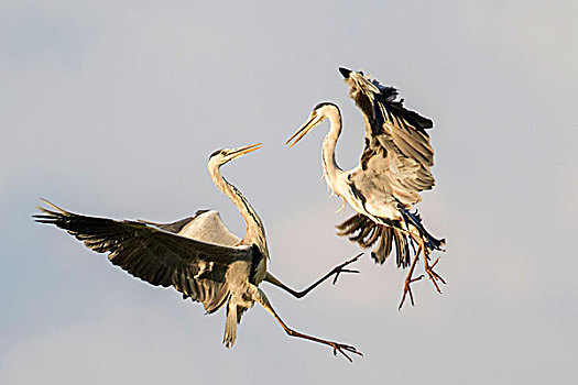 苍鹭,争斗,空中,南卢安瓜国家公园,赞比亚,非洲