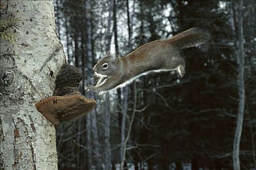 红松鼠,跳跃,树,落基山脉,北美