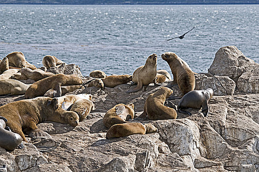 海狮,生物群,岩石,岛屿,火地岛,阿根廷