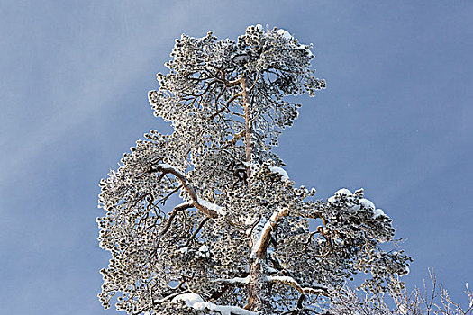 冰盖,树,靠近,芬兰,欧洲