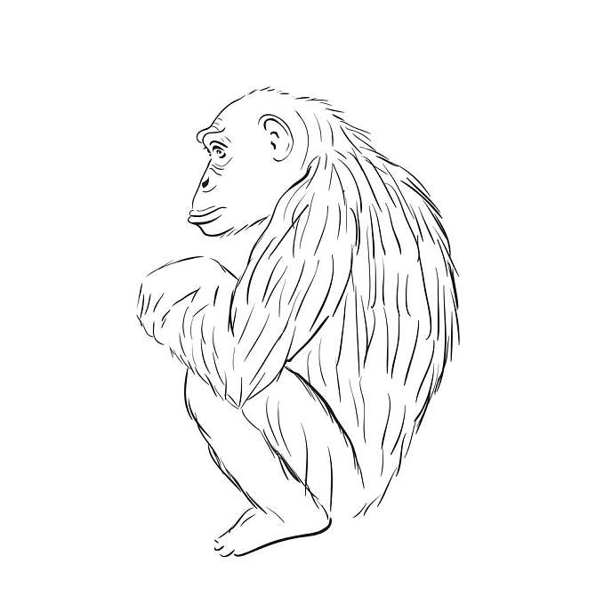 大猩猩_象征_矢量_素描_猴子_坐_思考_线条_风格_高清图片_全景视觉