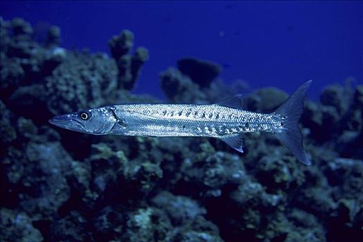 梭鱼,开曼群岛