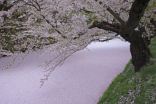 护城河,遮盖,花瓣