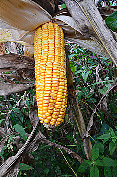 玉米棒,玉米,植物,粮食,主粮,生长,成熟期,景观