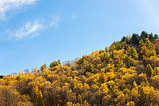 秋天山坡树林