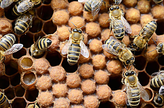蜂蜜,蜜蜂,工蜂,雄蜂,蜂窝