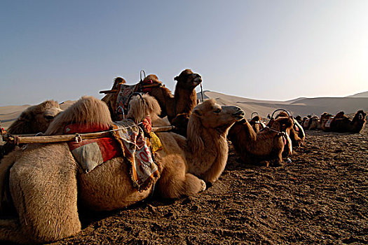 骆驼,等待,驼队,游客,正面,沙子,沙丘,戈壁,沙漠,名山,靠近,敦煌,丝绸之路,甘肃,亚洲